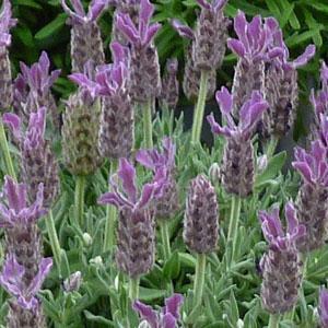 Lavender stoechas