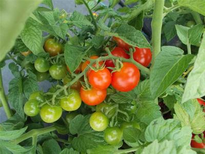 Tomato