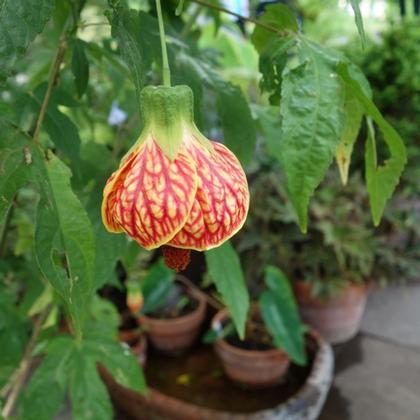 Abutilon