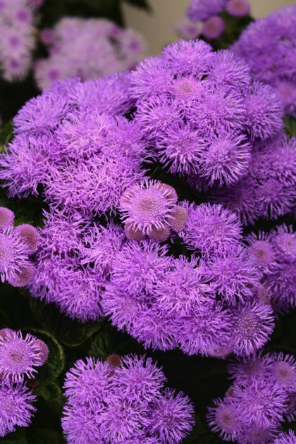 Ageratum