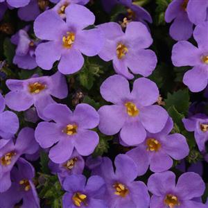 Bacopa