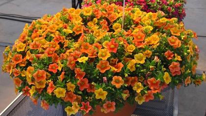Calibrachoa