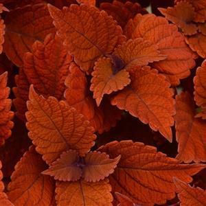 Coleus