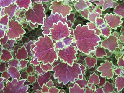 Coleus