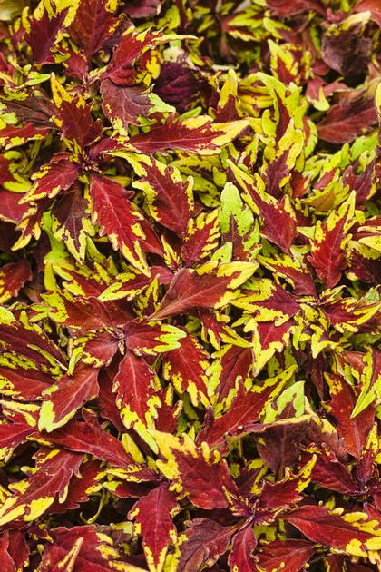 Coleus