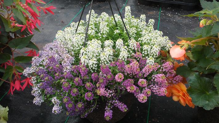 Lobularia