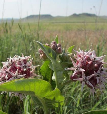Asclepias speciosa