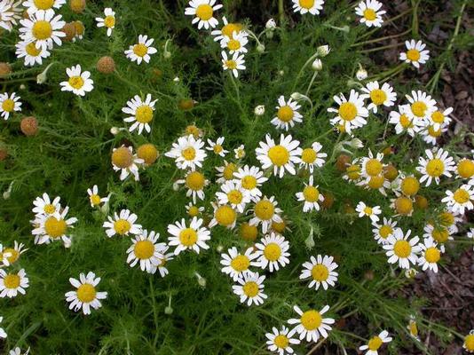 Chamomile - Roman