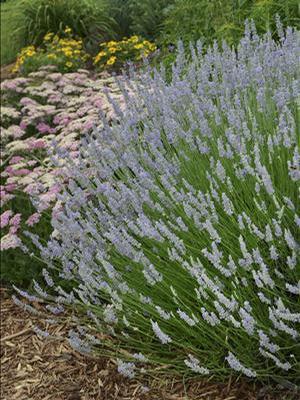 Courtesy of Walters Gardens, Inc
