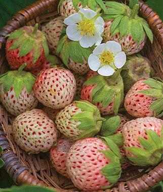 Strawberry, Pine