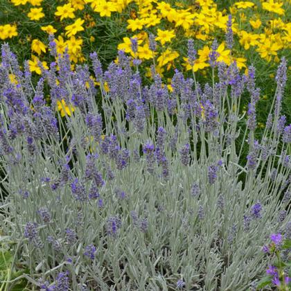 Lavender a.
