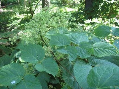 Aralia racemosa