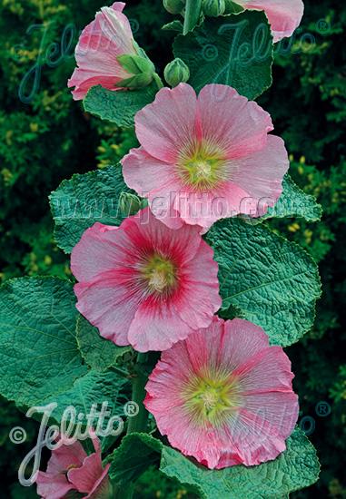Alcea rosea