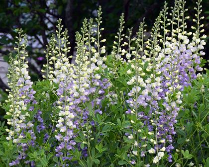 Baptisia