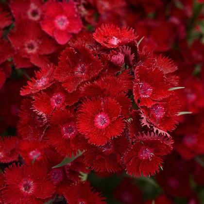 Dianthus barbatus Rockin Red