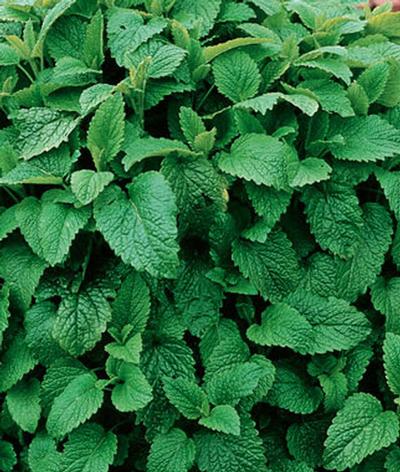 Lemon Balm