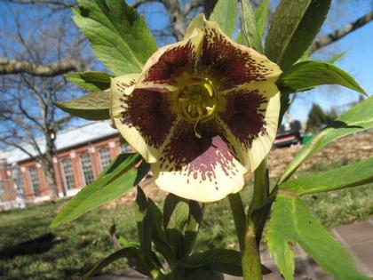 Helleborus