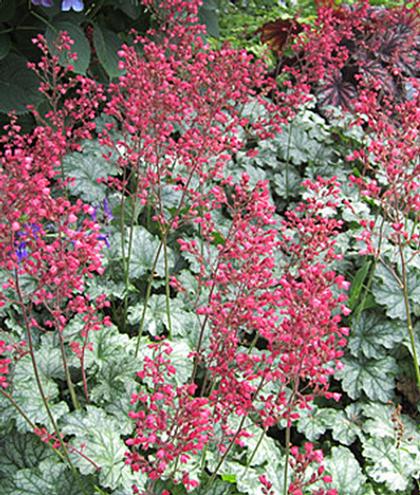 Heuchera