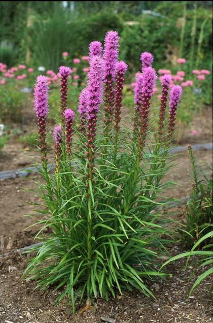Liatris spicata
