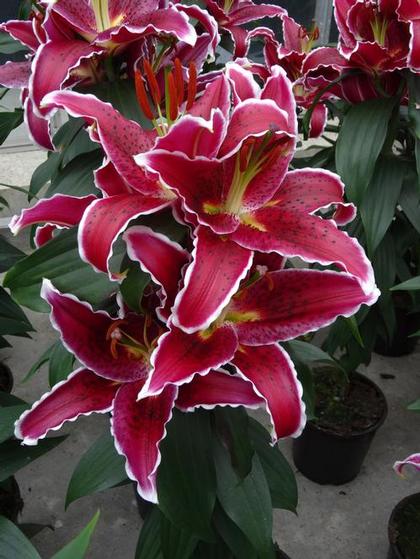 Lilium