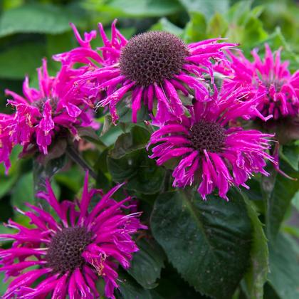 Monarda
