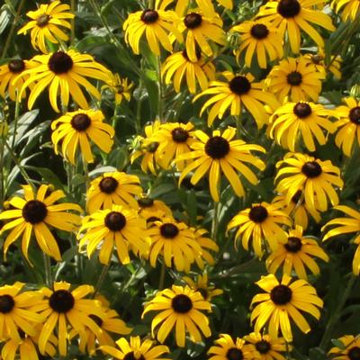 Photo courtesy of Emerald Coast Growers