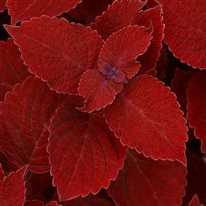 Coleus
