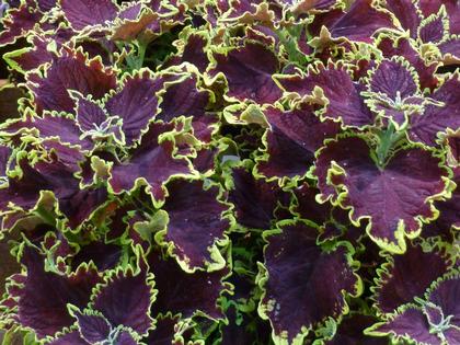 Coleus