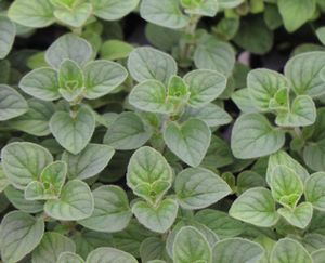 Oregano