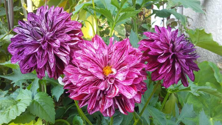 Dahlia