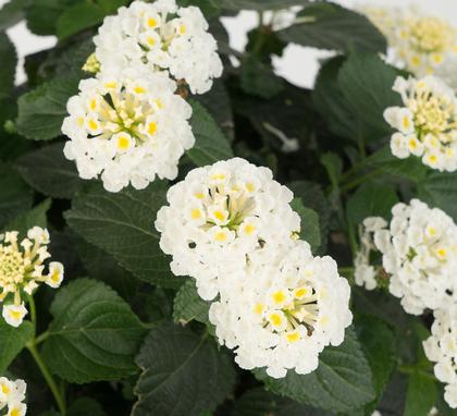 Lantana