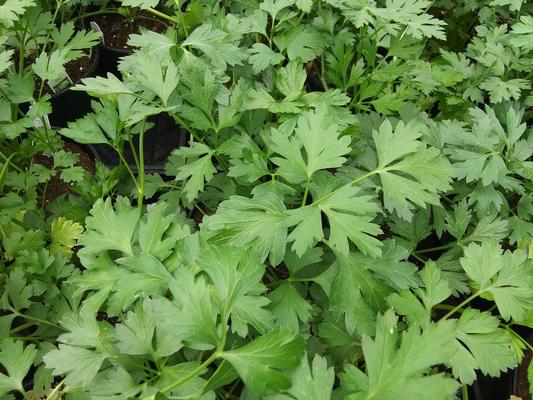 Parsley, flat