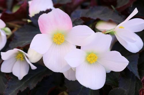 Begonia