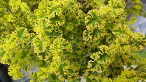 Scented Geranium