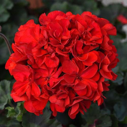 Geranium