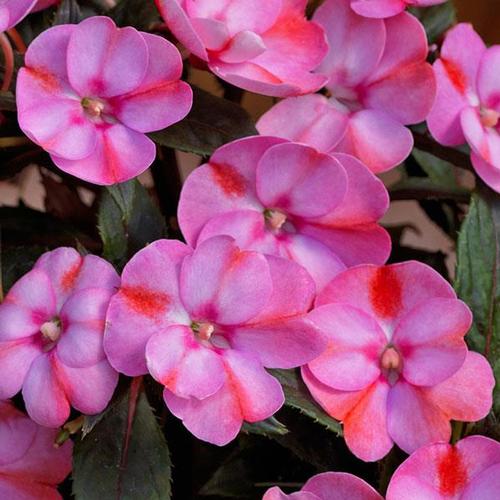 Impatiens
