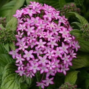 Pentas