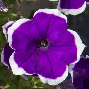 Petunia