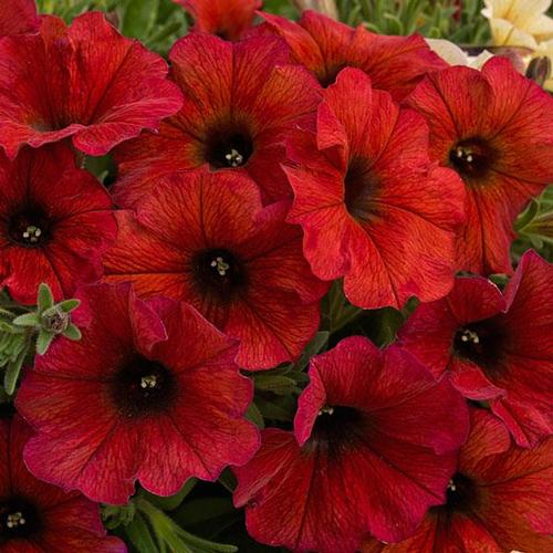 Petunia