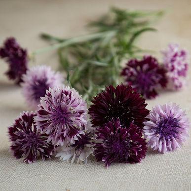 Centaurea