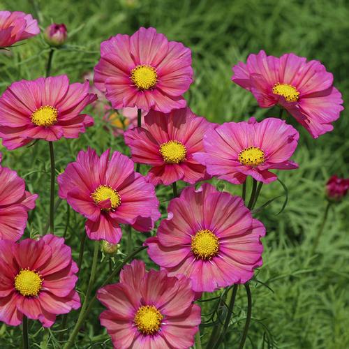 Cosmos bipinatus