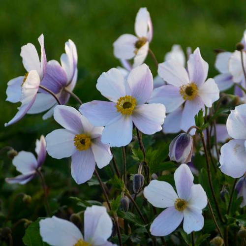 Anemone