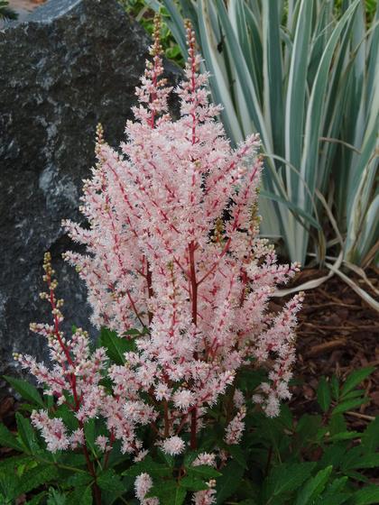 Astilbe chinensis