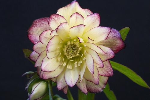 Helleborus