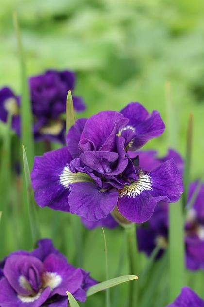 Iris sibirica
