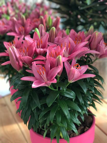 Lilium