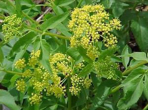 Zizia aurea