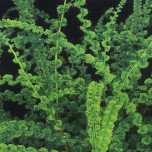 Athyrium f. femina