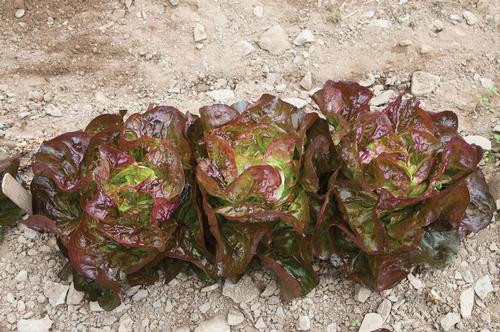Lettuce
