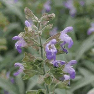 Sage